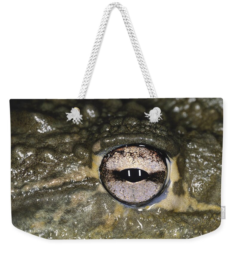 African Bull Frog Weekender Tote Bag featuring the photograph Eye Of The African Bullfrog by Karl H. Switak