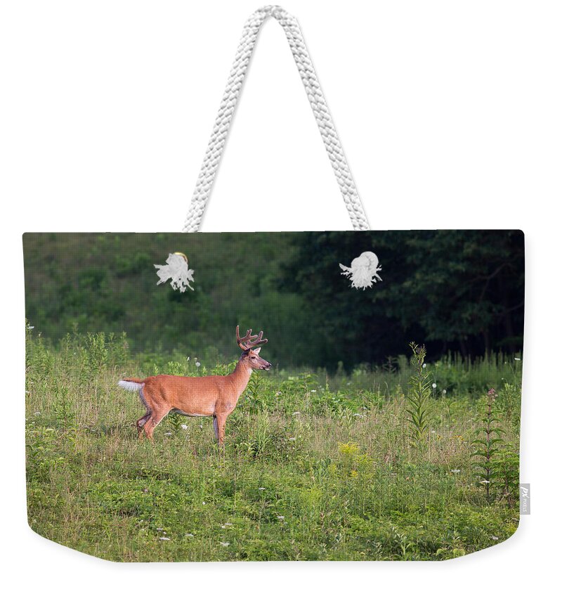 Mammals Weekender Tote Bag featuring the photograph Eyeing A Mate by Dale Kincaid
