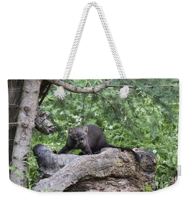 Wildlife;fisher;weasel;martes Pennanti;animals;animal;north American Wildlife;sandra Bronstein;nature;log Weekender Tote Bag featuring the photograph Eyes in the Forest by Sandra Bronstein