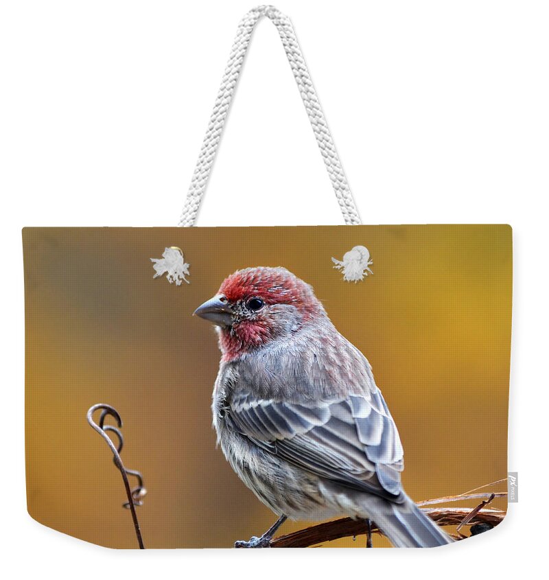 Bird Weekender Tote Bag featuring the photograph Fall Finch Bird Square by Christina Rollo