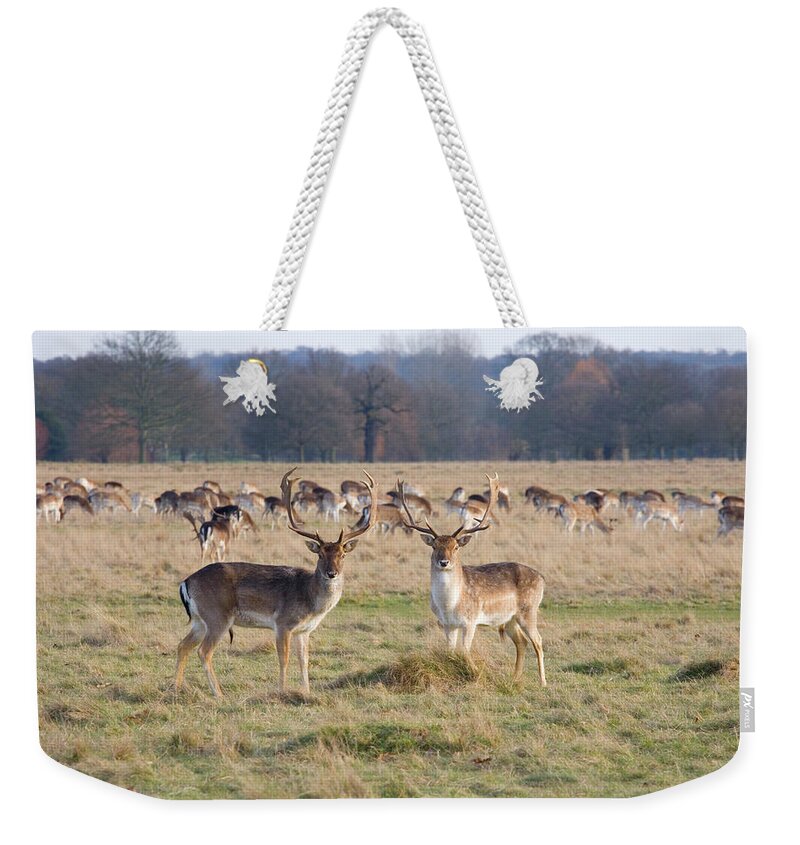 Grass Weekender Tote Bag featuring the photograph Fallow Deer, Richmond, London, England by David C Tomlinson