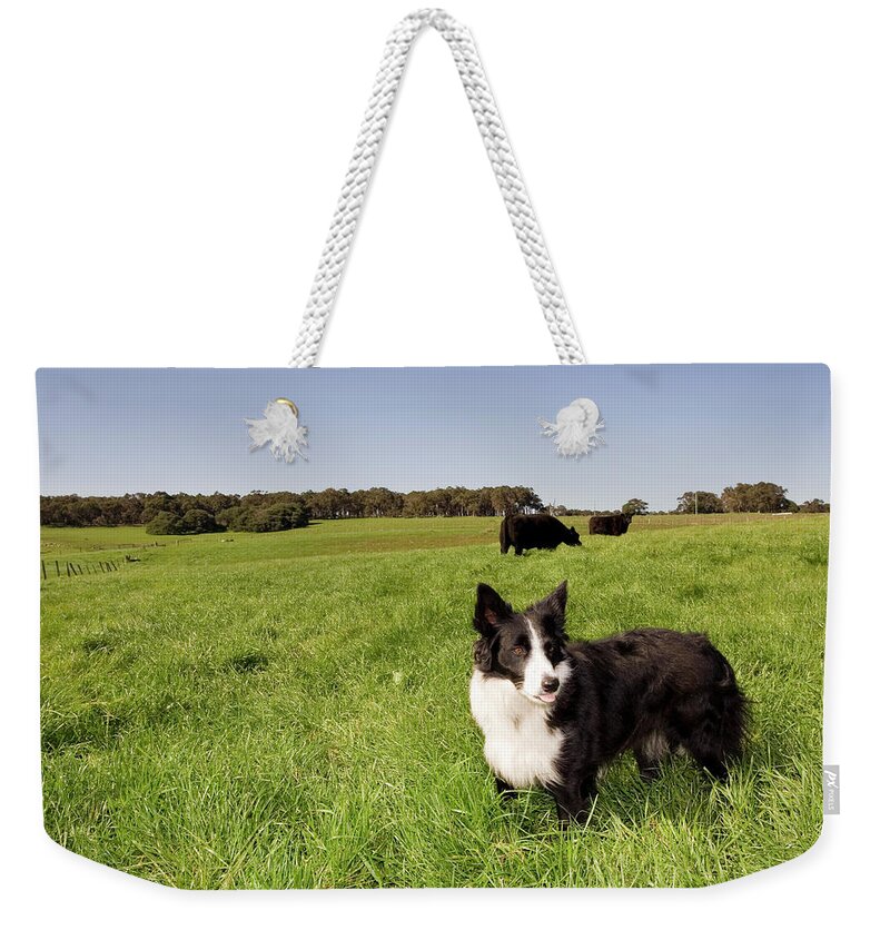 Pets Weekender Tote Bag featuring the photograph Farm Dog by Tap10