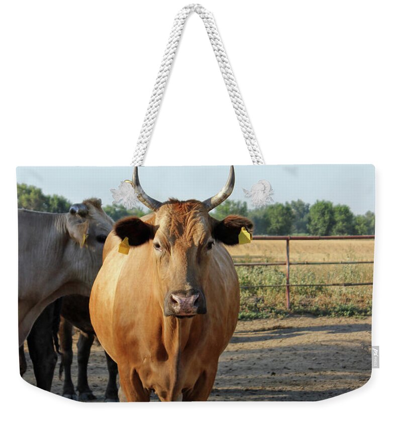 Cow Weekender Tote Bag featuring the photograph Farm by Pingwin