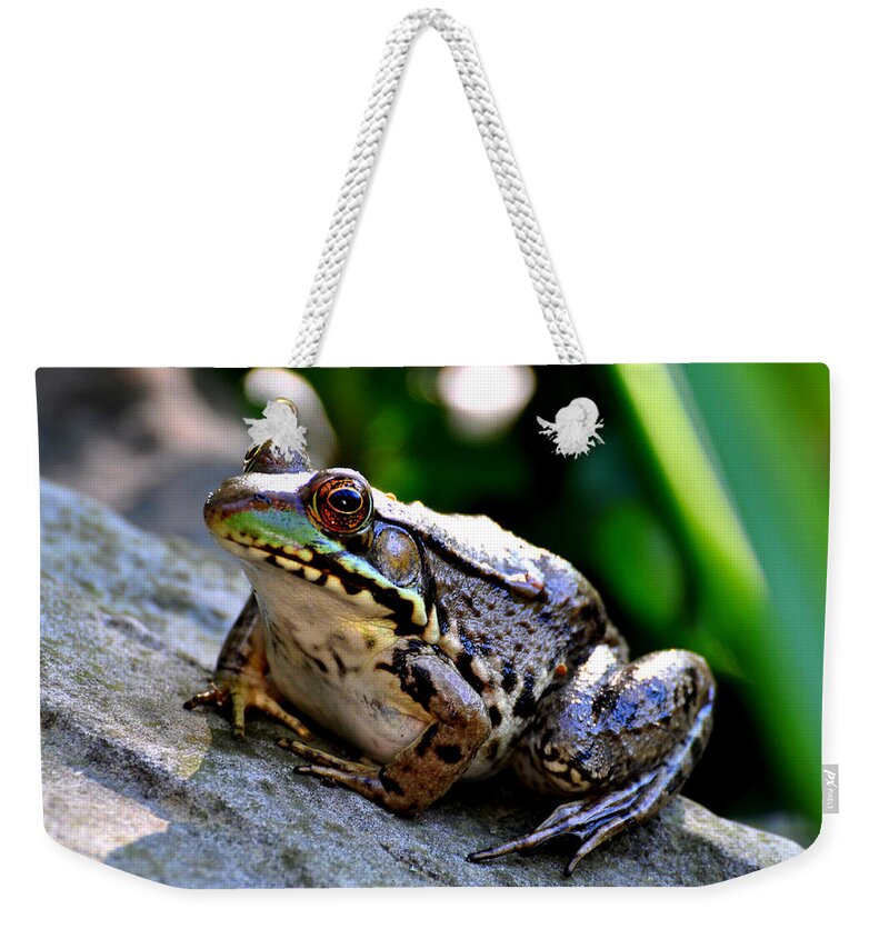 Animal Amphibian Frog Nature Weekender Tote Bag featuring the photograph Fat and Happy by Gail Butler