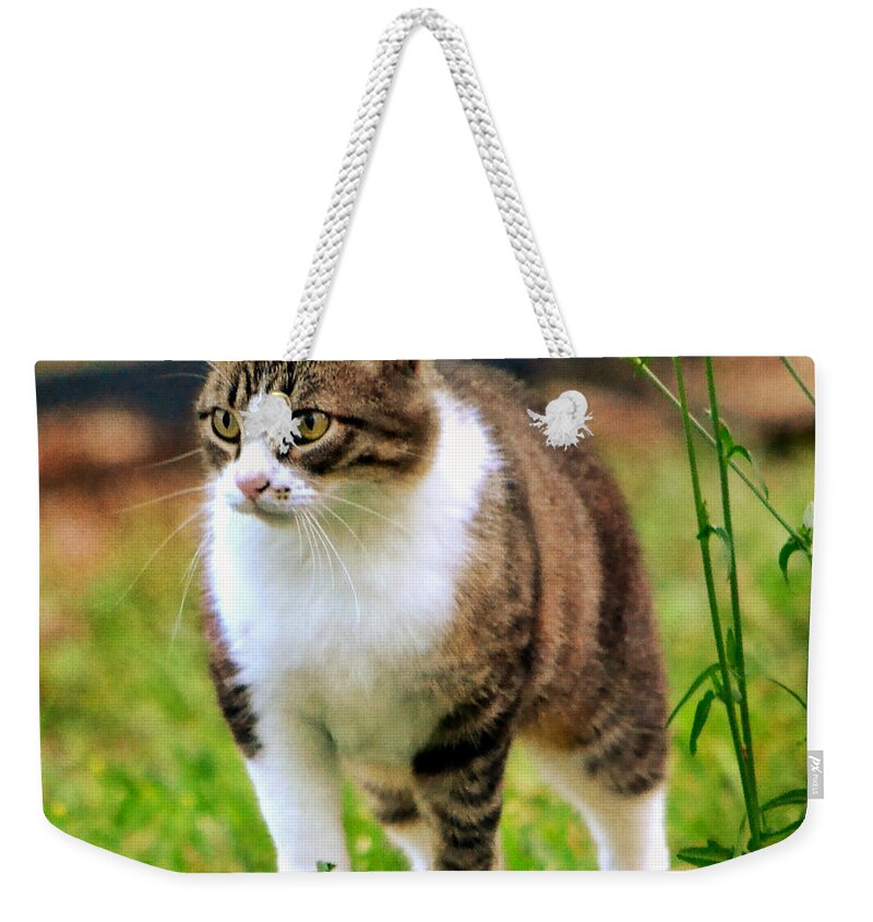 Cat Weekender Tote Bag featuring the photograph Feline Portrait by Deena Stoddard