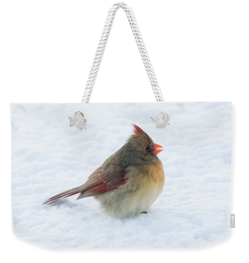 Cardinal Weekender Tote Bag featuring the photograph Female Cardinal by Holden The Moment