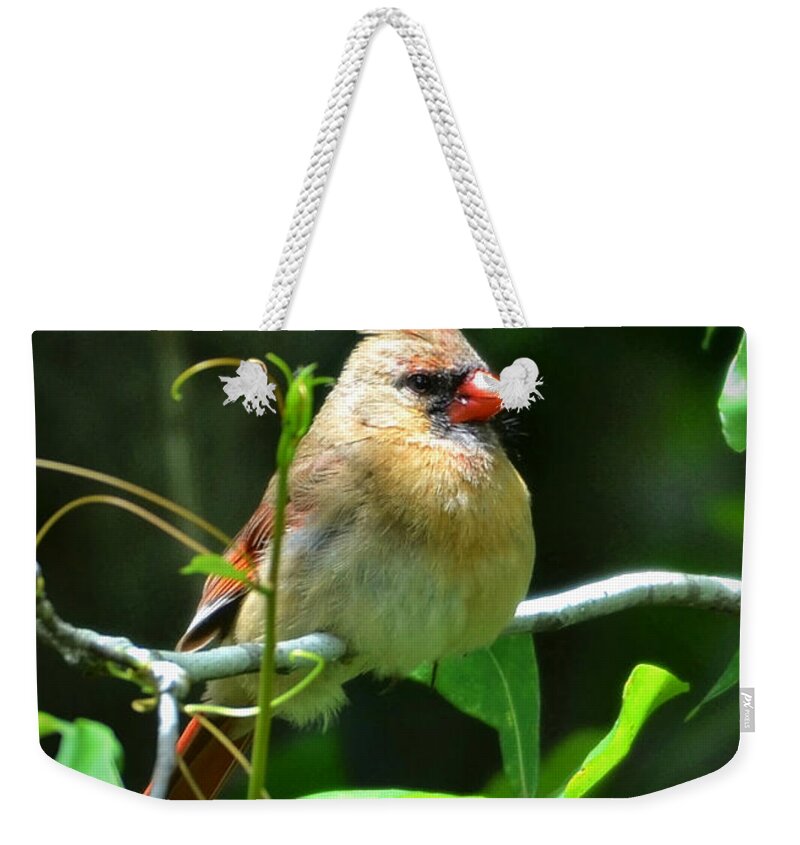 Cardinal Weekender Tote Bag featuring the photograph Female Cardinal Sitting Pretty by Kathy Baccari