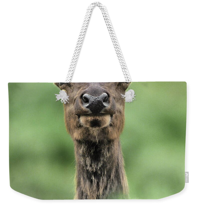 North America Weekender Tote Bag featuring the photograph Female Elk Portrait Yellowstone National Park Wyoming by Dave Welling