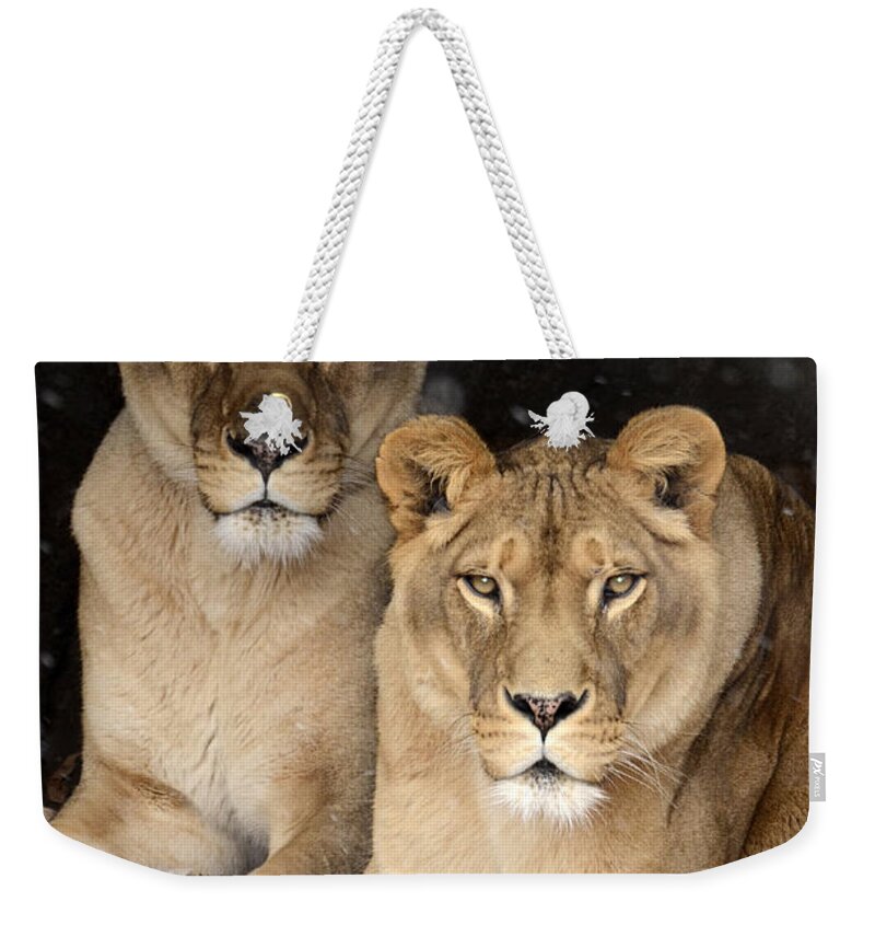 Lion Weekender Tote Bag featuring the photograph Female Lions by Ann Bridges
