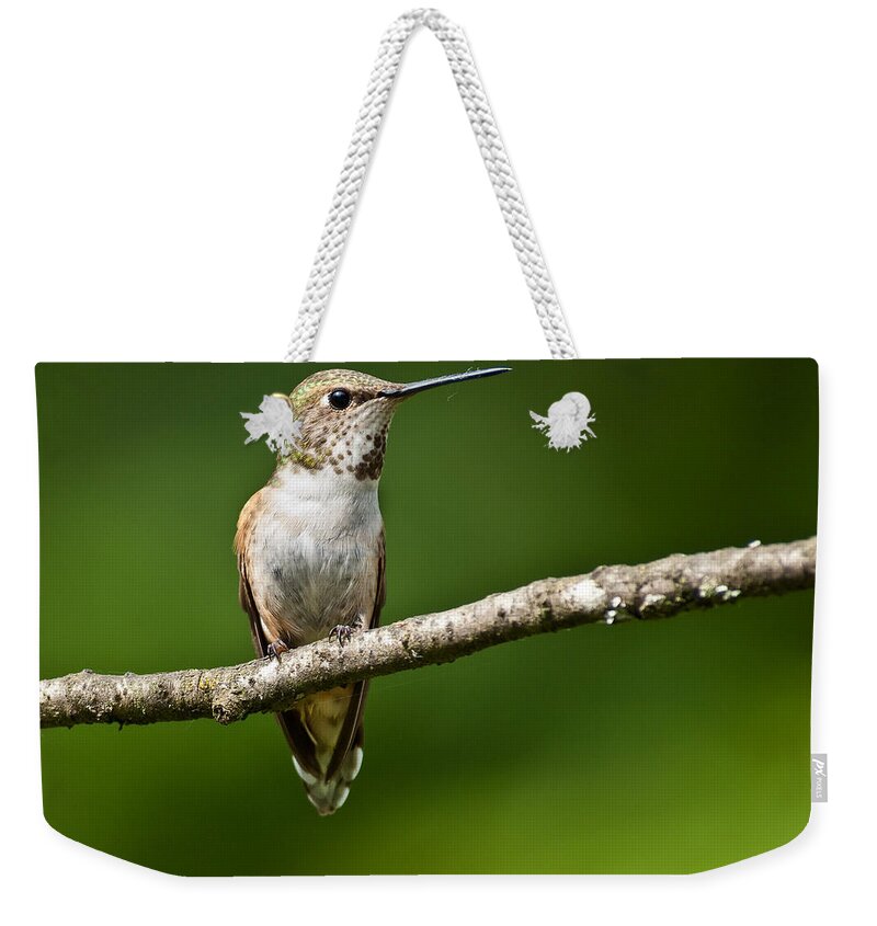 Adult Weekender Tote Bag featuring the photograph Female Rufous Hummingbird in a Tree by Jeff Goulden
