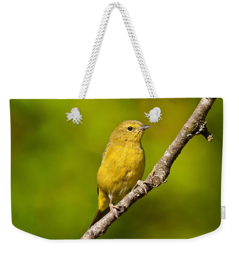 Animal Weekender Tote Bag featuring the photograph Female Yellow Warbler by Jeff Goulden