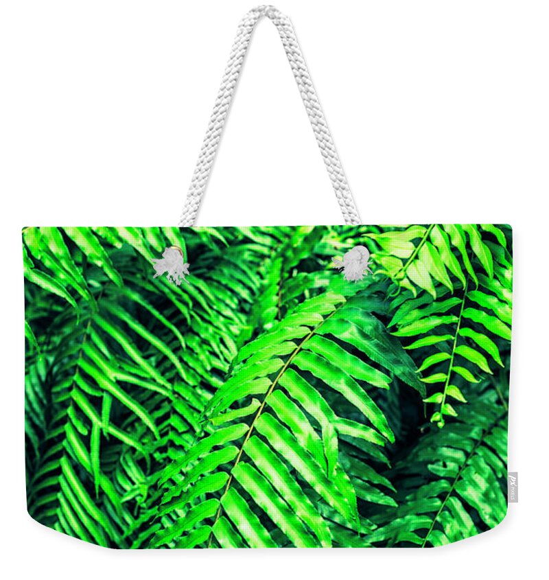 Outdoors Weekender Tote Bag featuring the photograph Ferns by Chang
