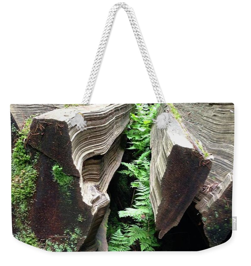 Tranquility Weekender Tote Bag featuring the photograph Ferns In A Fallen Log by Christopher D. Buchanan