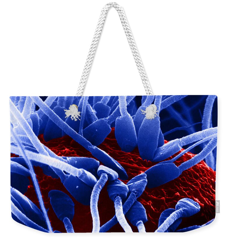Medical Weekender Tote Bag featuring the photograph Fertilization In Rat Sem by David M. Phillips