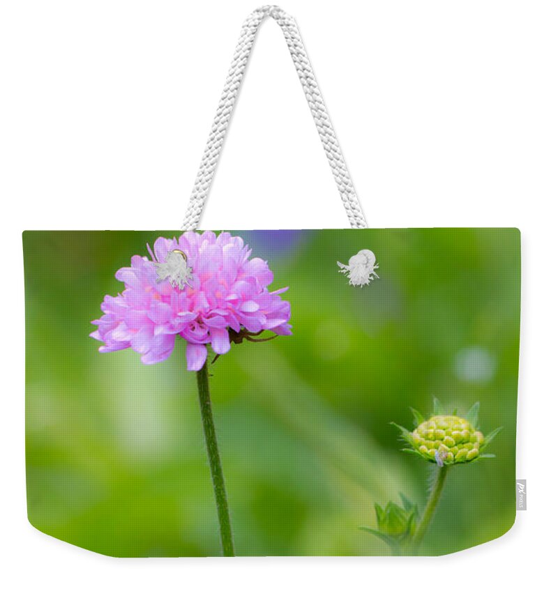 Bulgaria Weekender Tote Bag featuring the photograph Field scabious Wild Flower by Jivko Nakev