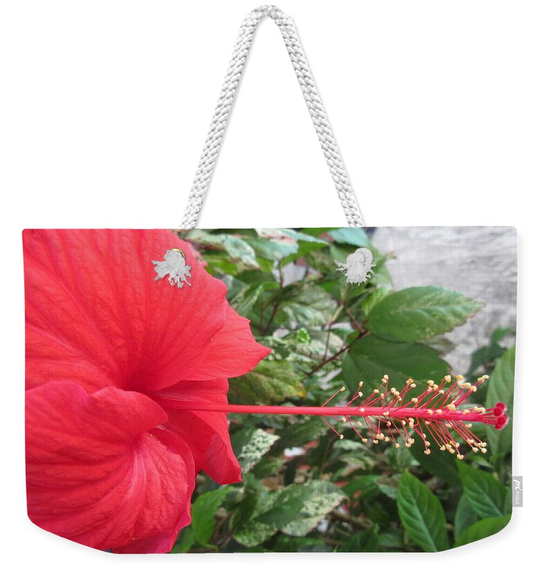 Hisbicus Weekender Tote Bag featuring the photograph Fire and Ice Hibiscus by Ashley Goforth