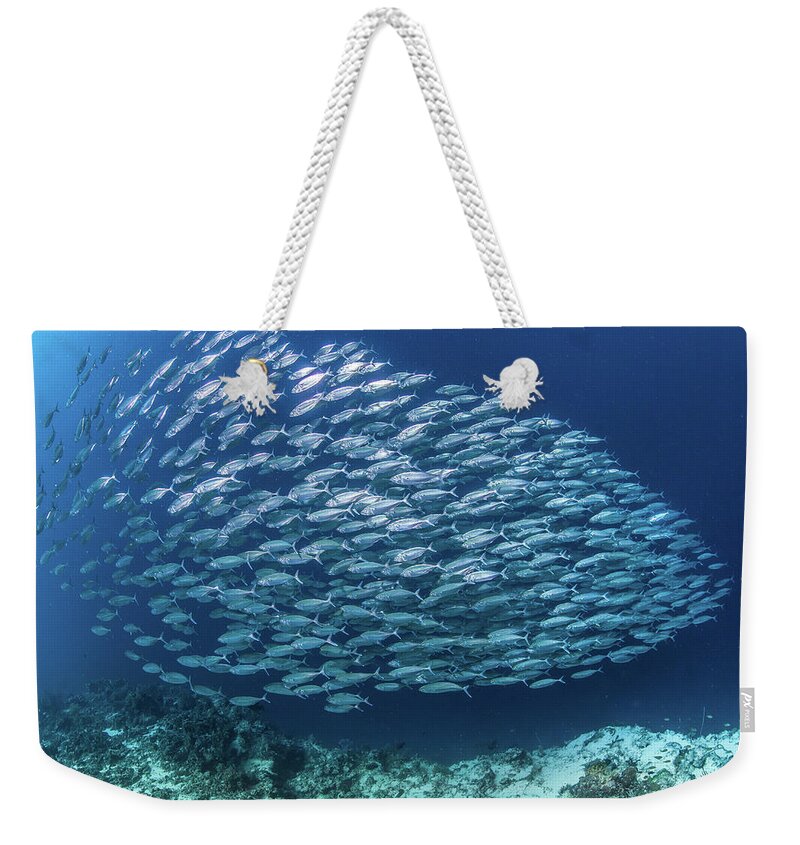 Underwater Weekender Tote Bag featuring the photograph Fish School by Paul Cowell Photography