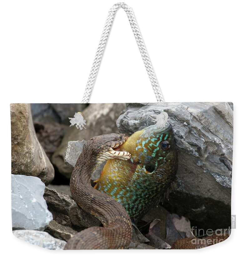 Snake Weekender Tote Bag featuring the photograph Fishing by Jeannette Hunt