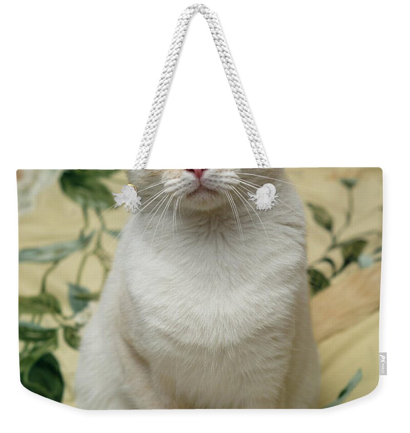 Blue Eyes Weekender Tote Bag featuring the photograph Flame Point Siamese Cat by Amy Cicconi