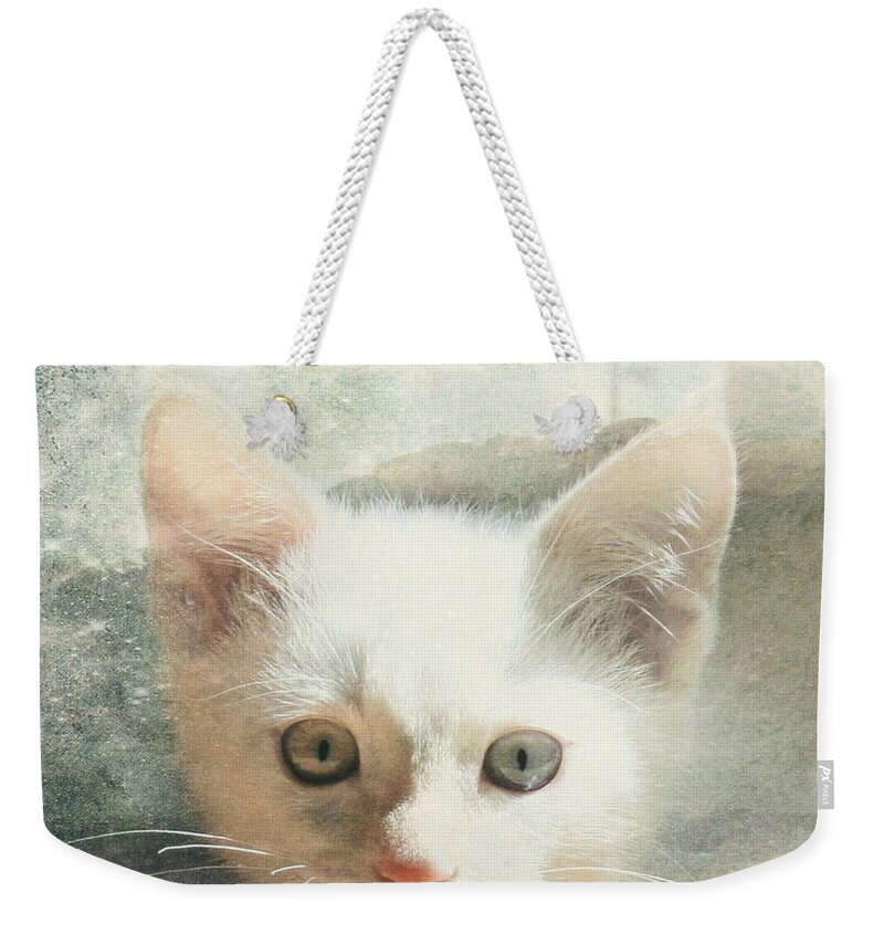 Kitten Weekender Tote Bag featuring the photograph Flamepoint Siamese Kitten by Pam Holdsworth