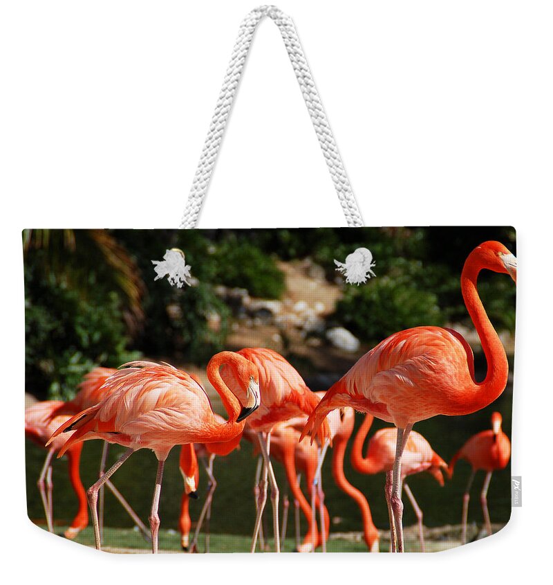 Flamingo Weekender Tote Bag featuring the photograph Flamingos by Aimee L Maher ALM GALLERY