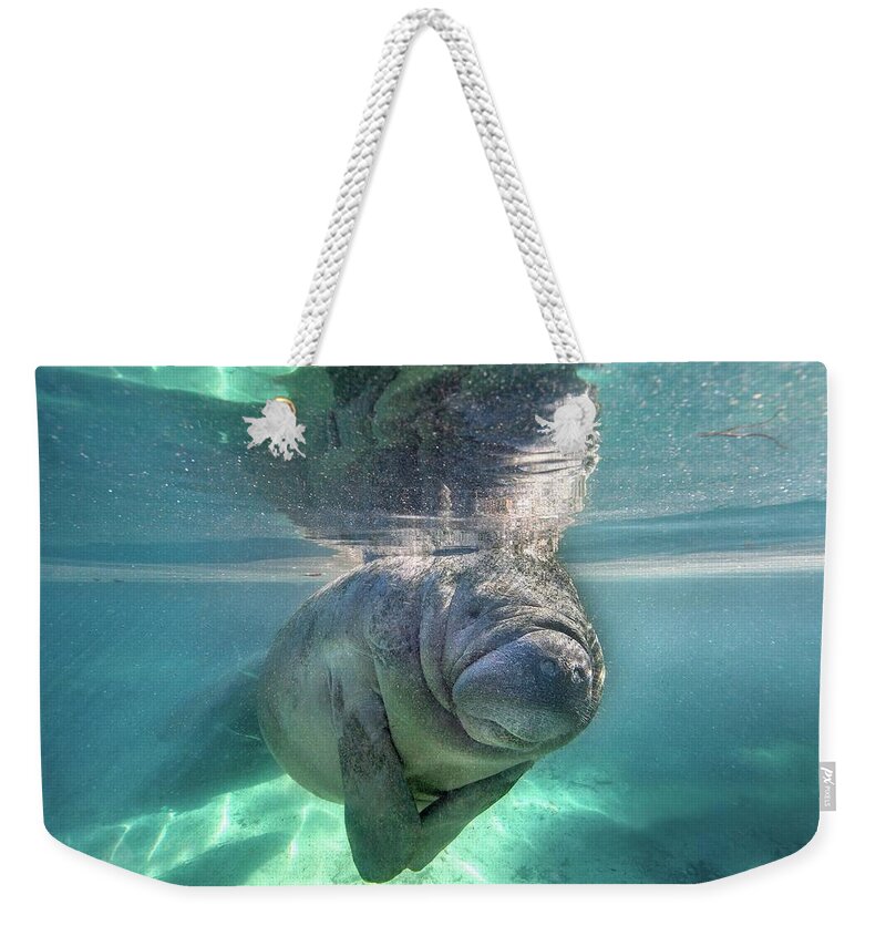 Underwater Weekender Tote Bag featuring the photograph Florida Manatee by Ai Angel Gentel