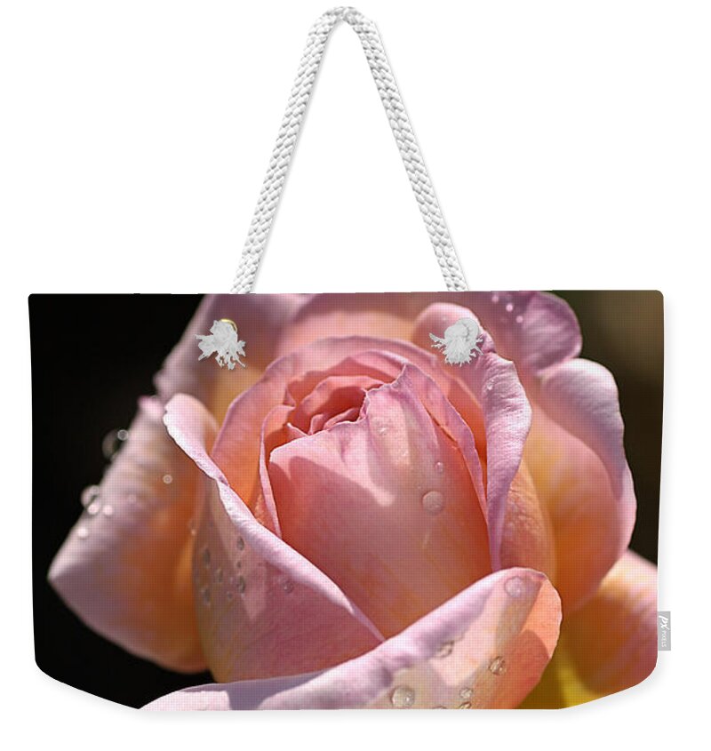 Abraham Darby Rose Flower Weekender Tote Bag featuring the photograph Flower-pink And Yellow Rose-bud by Joy Watson
