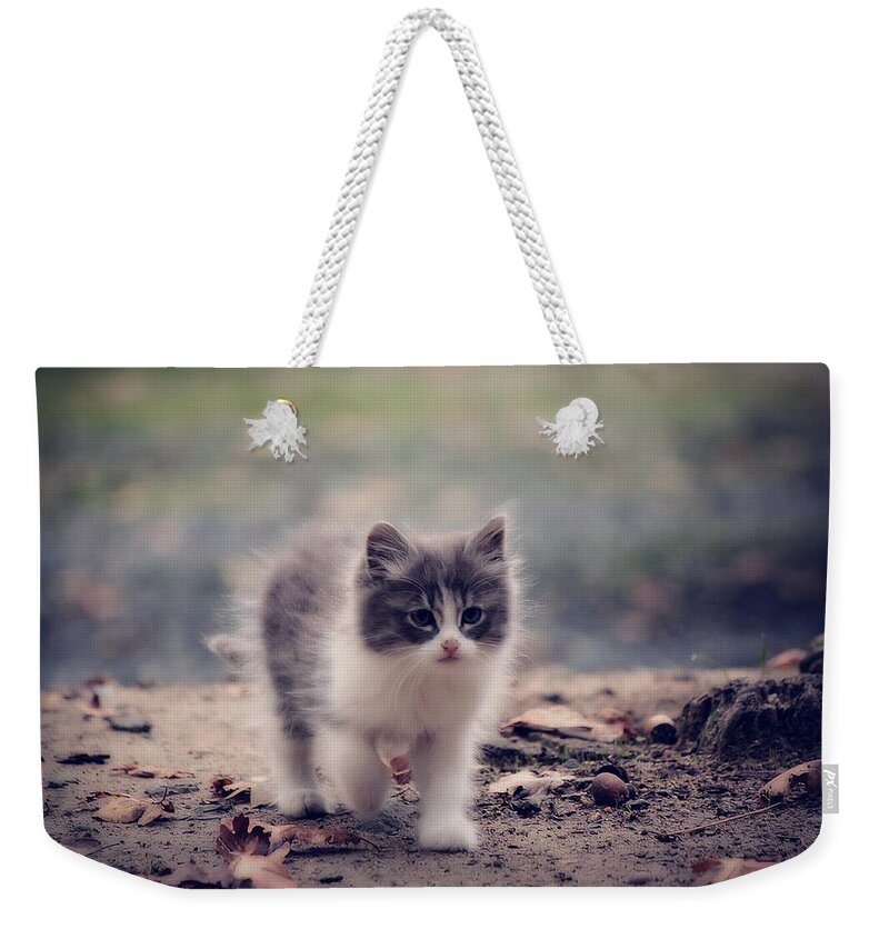 Kitten Weekender Tote Bag featuring the photograph Fluffy Cuteness by Melanie Lankford Photography