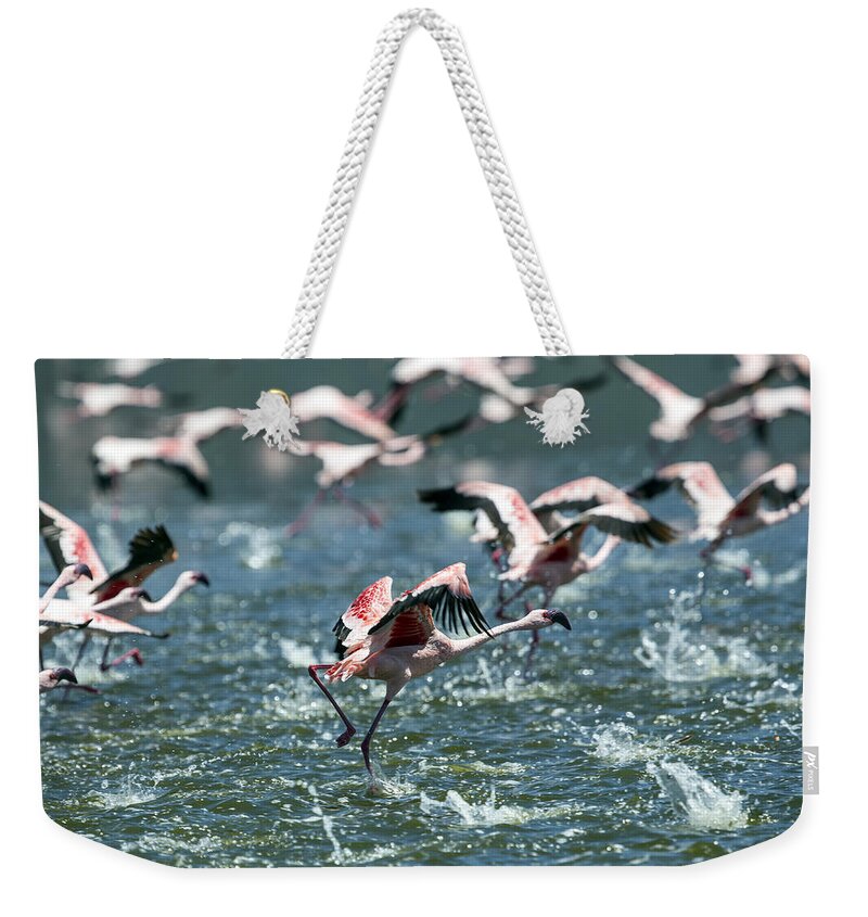 Animals In The Wild Weekender Tote Bag featuring the photograph Flying Flamingos by 1001slide