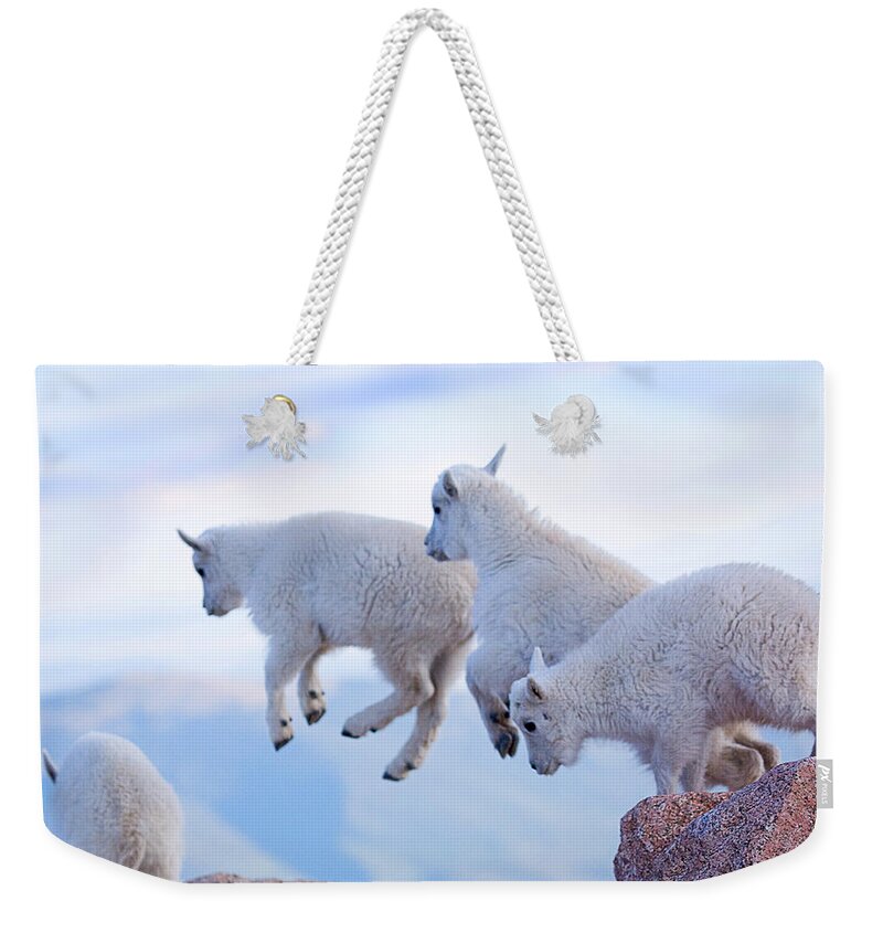 Mountain Goats; Posing; Group Photo; Baby Goat; Nature; Colorado; Crowd; Baby Goat; Mountain Goat Baby; Happy; Joy; Nature; Brothers Weekender Tote Bag featuring the photograph Follow the Leader by Jim Garrison