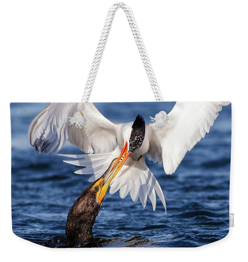Stealing Weekender Tote Bag featuring the photograph Forbidden Kiss by Carl Jackson Photography