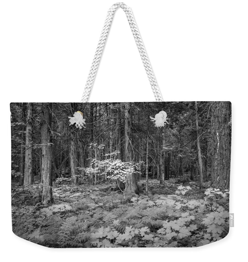 Glacier National Park Weekender Tote Bag featuring the photograph Forest Floor Glacier National Park BW by Rich Franco