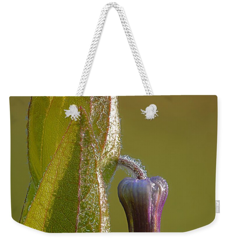 2011 Weekender Tote Bag featuring the photograph Fremont's Leather Flower by Robert Charity