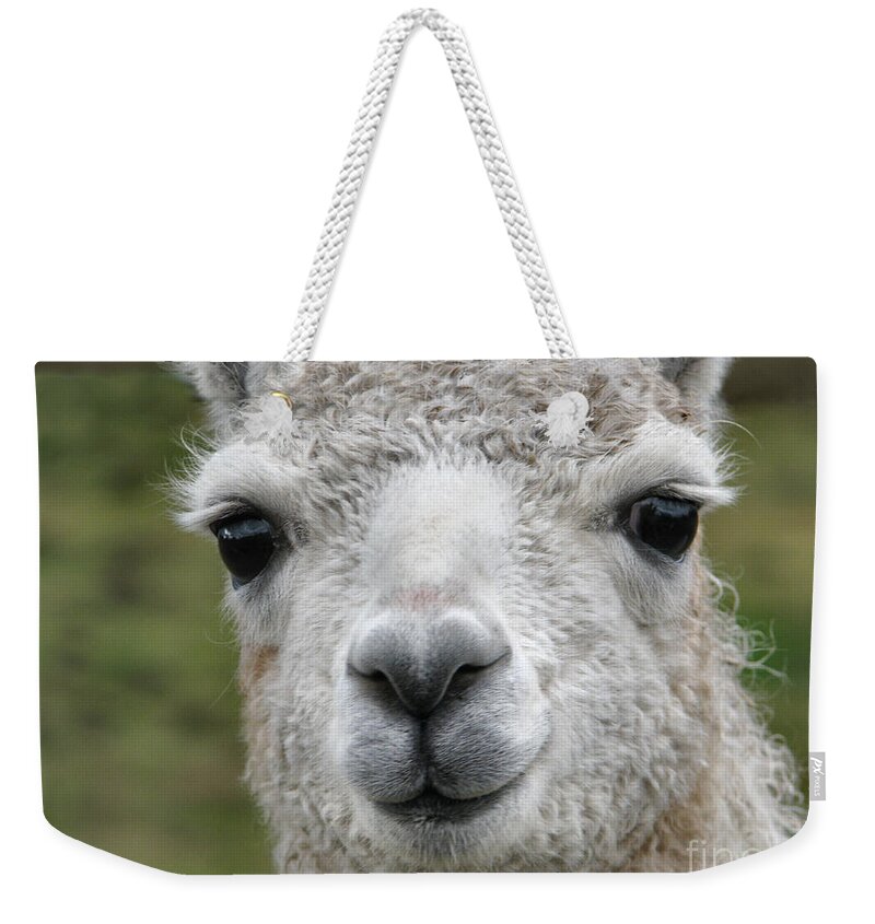 Llama Weekender Tote Bag featuring the photograph Friends From The Field by Rory Siegel