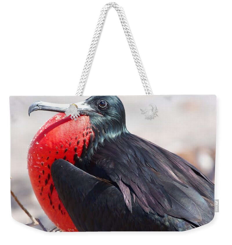 Frigate Bird Weekender Tote Bag featuring the photograph Frigate Bird Posing by Allan Morrison