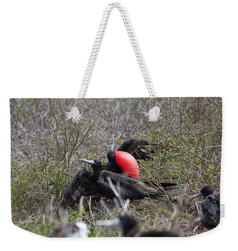 Frigate Birds Weekender Tote Bag featuring the photograph Frigate Mating Dance by Allan Morrison