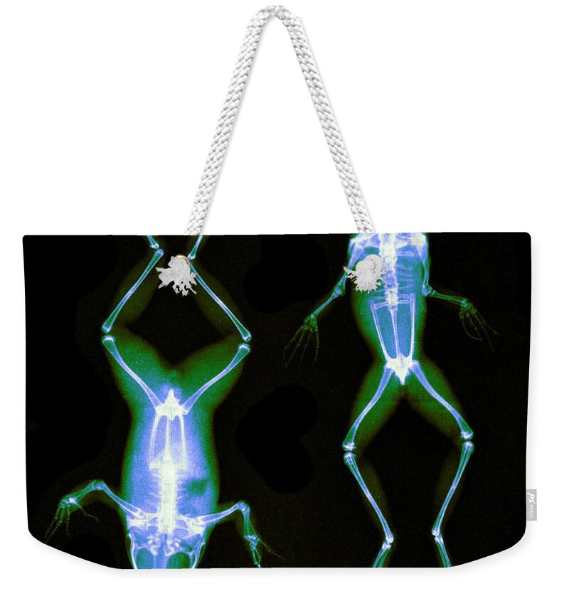 History Weekender Tote Bag featuring the photograph Frogs, X-ray, 1896 by Science Source