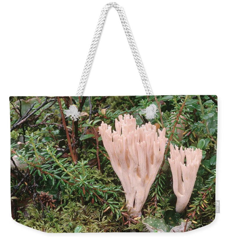 Feb0514 Weekender Tote Bag featuring the photograph Fungus On Forest Floor Alaska by Michael Quinton