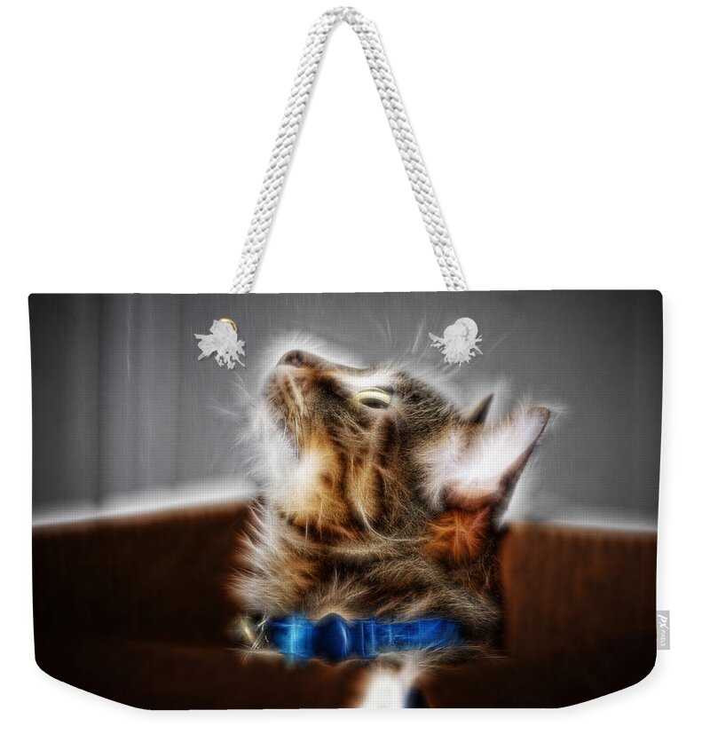 Cat Weekender Tote Bag featuring the photograph Fuzzy Friend by Lucy VanSwearingen