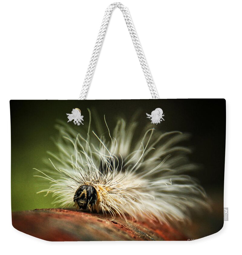 Fuzzy Was He Weekender Tote Bag featuring the photograph Fuzzy Was He by Lucy VanSwearingen