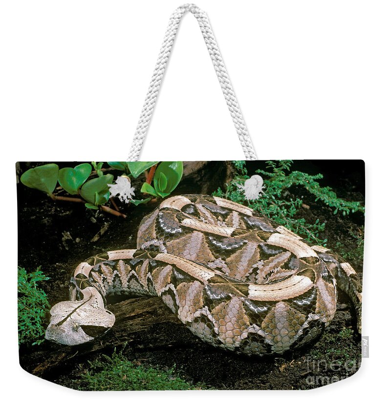 Gaboon Viper Weekender Tote Bag featuring the photograph Gaboon Viper by ER Degginger