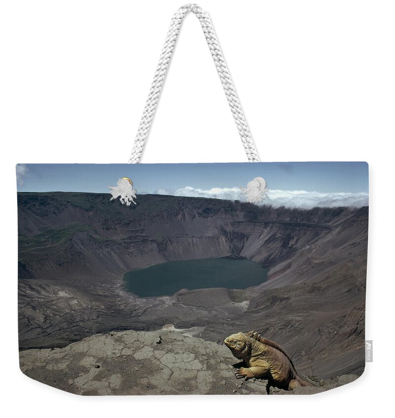 Feb0514 Weekender Tote Bag featuring the photograph Galapagos Land Iguana Overlooking by Tui De Roy