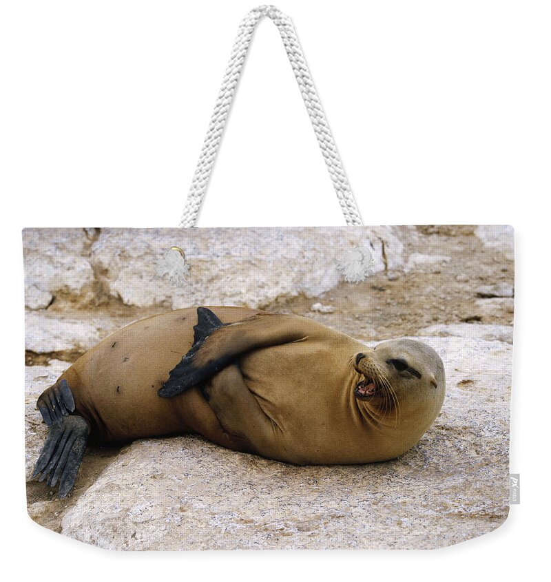 Feb0514 Weekender Tote Bag featuring the photograph Galapagos Sea Lion Calling by Konrad Wothe