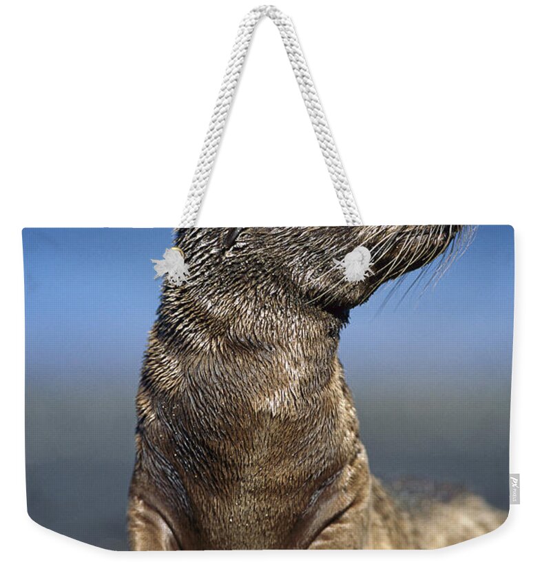 Feb0514 Weekender Tote Bag featuring the photograph Galapagos Sea Lion Pup Awaiting Mothers by Tui De Roy