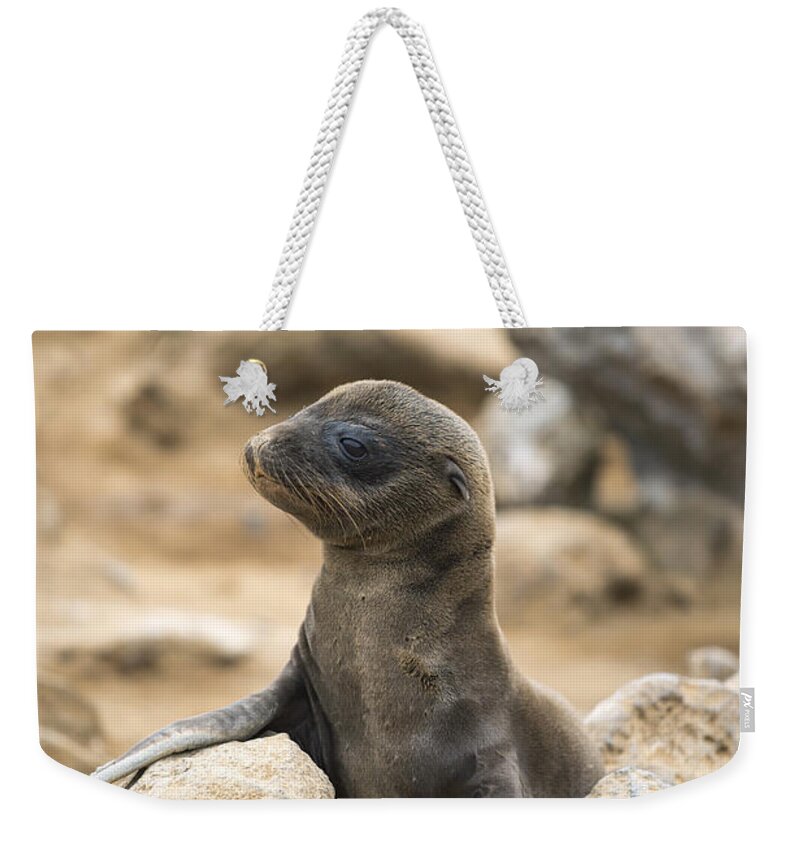 Tui De Roy Weekender Tote Bag featuring the photograph Galapagos Sea Lion Pup Champion Islet by Tui De Roy