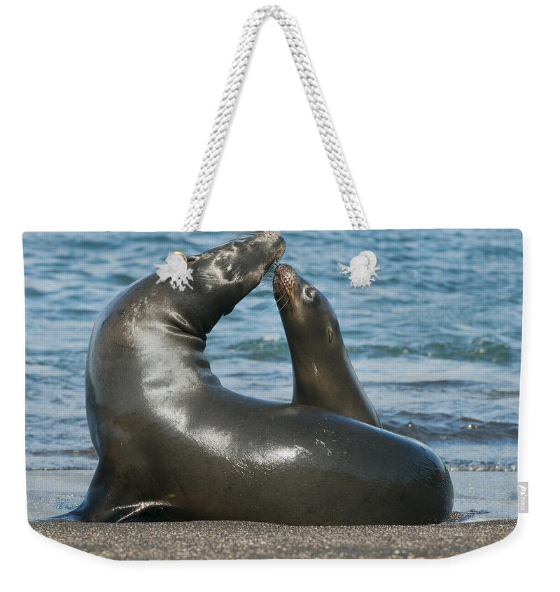 Feb0514 Weekender Tote Bag featuring the photograph Galapagos Sea Lion Pup Nuzzling Mother by Kevin Schafer