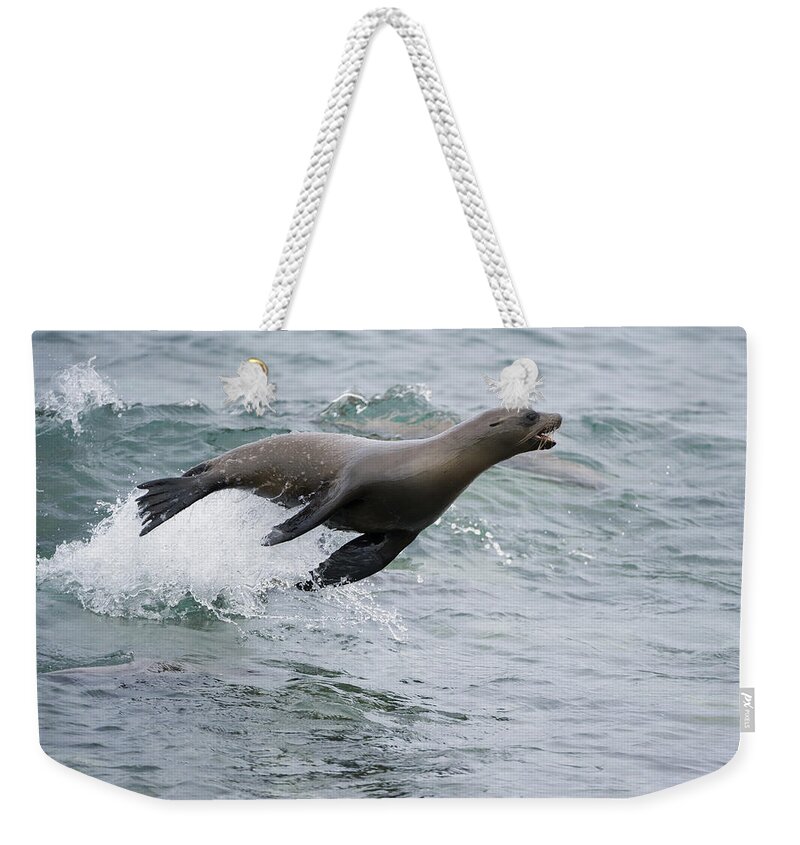 Tui De Roy Weekender Tote Bag featuring the photograph Galapagos Sea Lion Surfing Mosquera by Tui De Roy