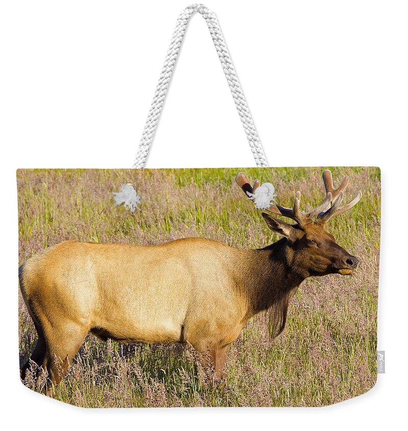 Elk Weekender Tote Bag featuring the photograph Gazing Elk by Todd Kreuter