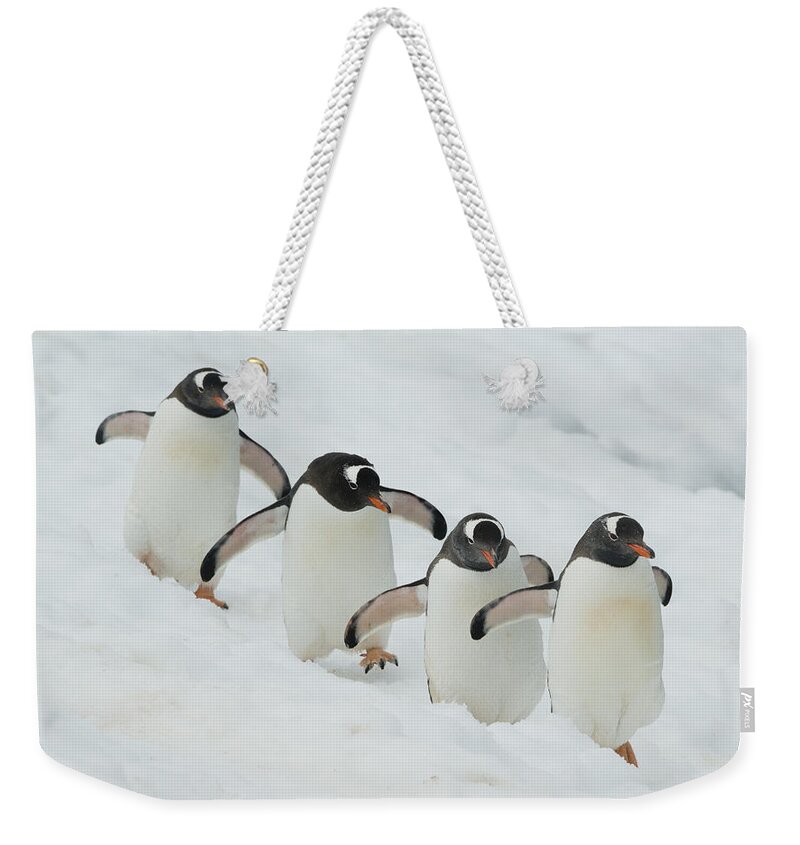 534754 Weekender Tote Bag featuring the photograph Gentoo Penguin Quartet Booth Isl by Kevin Schafer