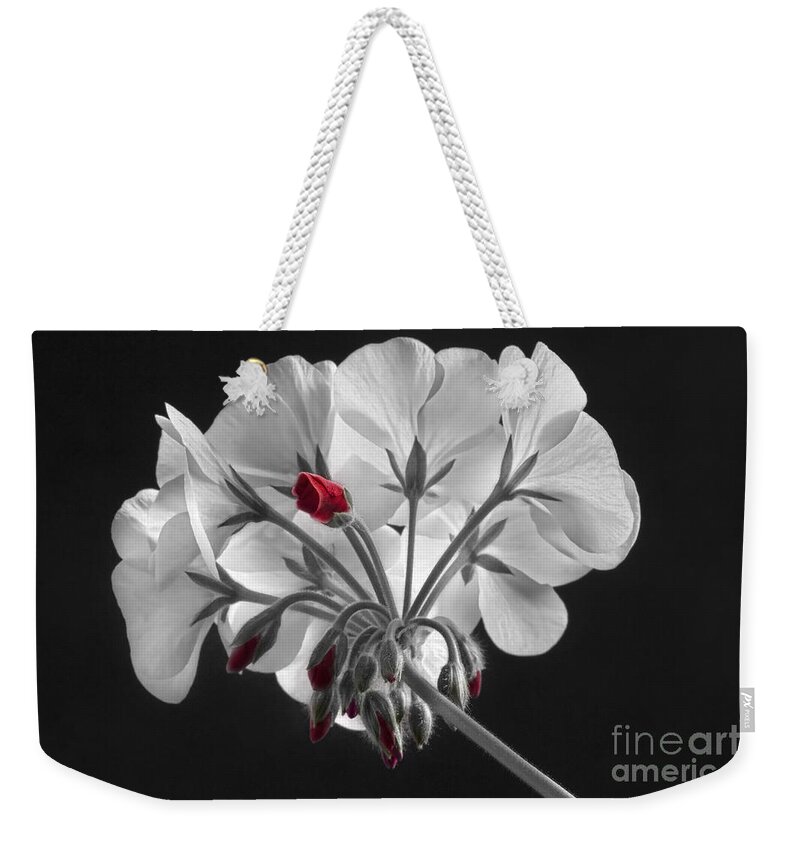 'red Geranium' Weekender Tote Bag featuring the photograph Geranium Flower In Progress by James BO Insogna